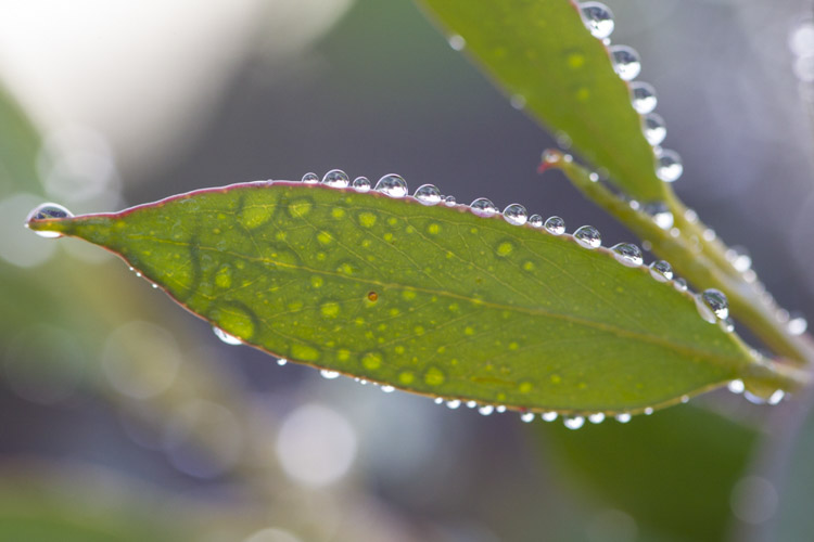 tasmania photo tour example 18